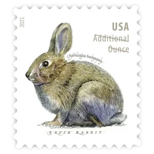 Additional Ounce: Brush Rabbit Forever Stamp 2021