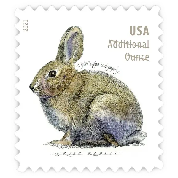 Additional Ounce: Brush Rabbit Forever Stamp 2021