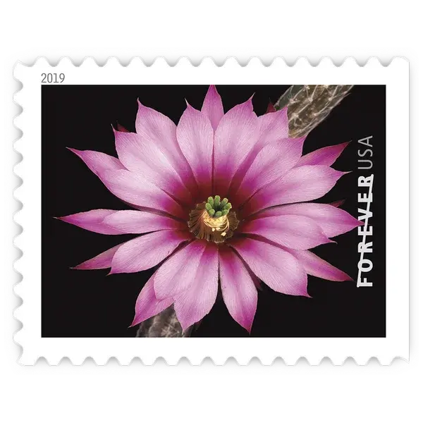Cactus Flowers Forever Stamp 2019 - Image 3