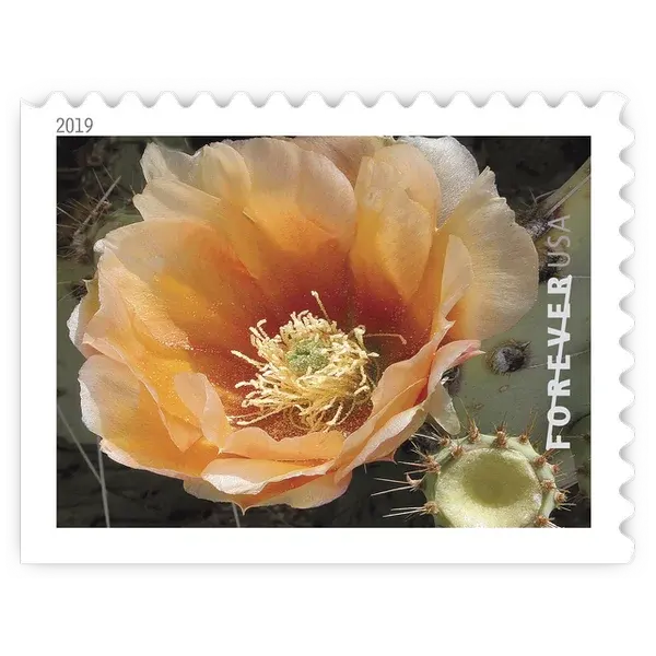 Cactus Flowers Forever Stamp 2019 - Image 6