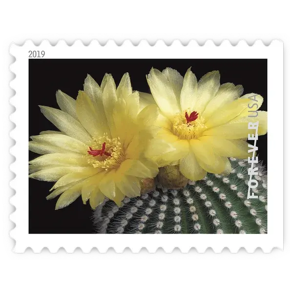 Cactus Flowers Forever Stamp 2019 - Image 7