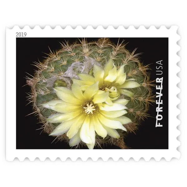 Cactus Flowers Forever Stamp 2019 - Image 9