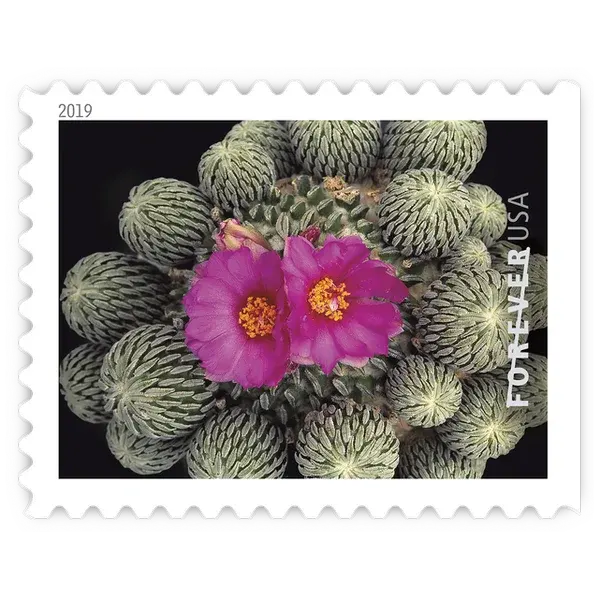 Cactus Flowers Forever Stamp 2019 - Image 10