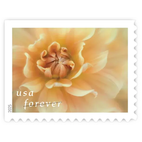 Dahlias Forever Stamp 2025 - Image 11