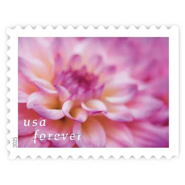 Dahlias Forever Stamp 2025 - Image 3