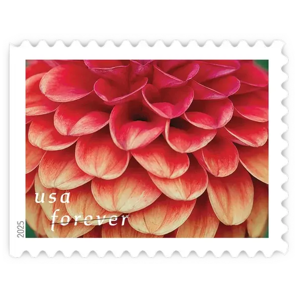 Dahlias Forever Stamp 2025 - Image 10