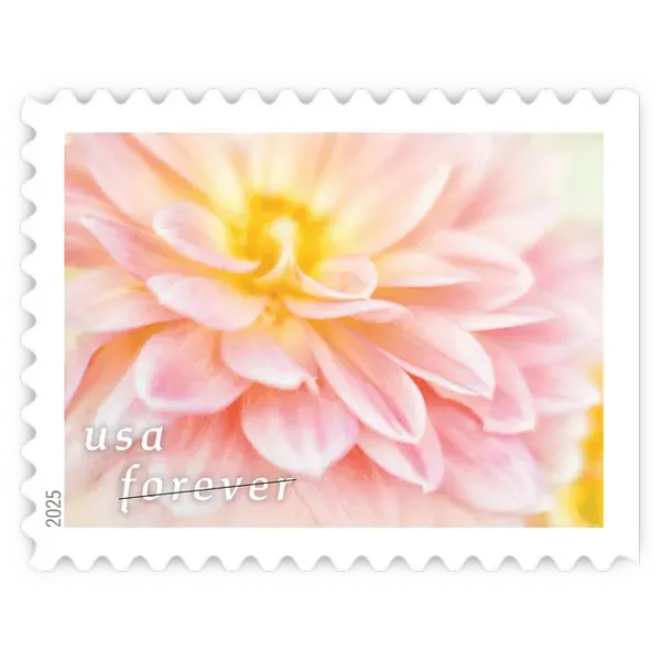 Dahlias Forever Stamp 2025 - Image 9