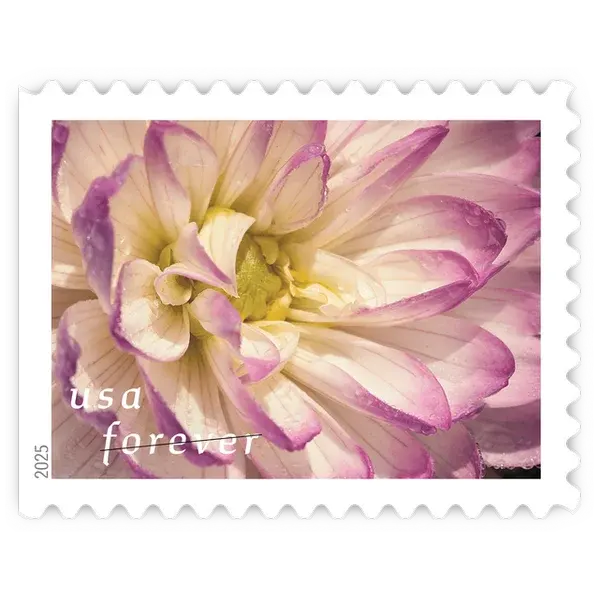 Dahlias Forever Stamp 2025 - Image 8