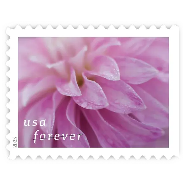 Dahlias Forever Stamp 2025 - Image 7