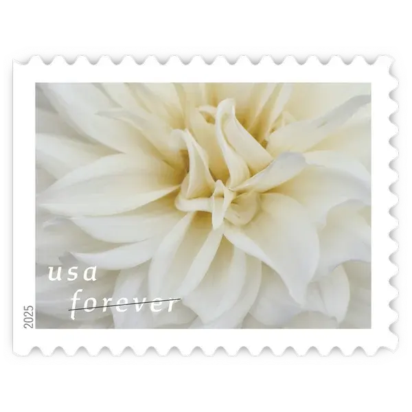 Dahlias Forever Stamp 2025 - Image 6