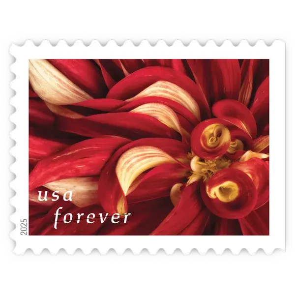 Dahlias Forever Stamp 2025 - Image 5