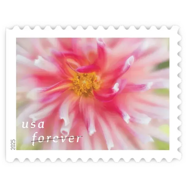 Dahlias Forever Stamp 2025 - Image 4