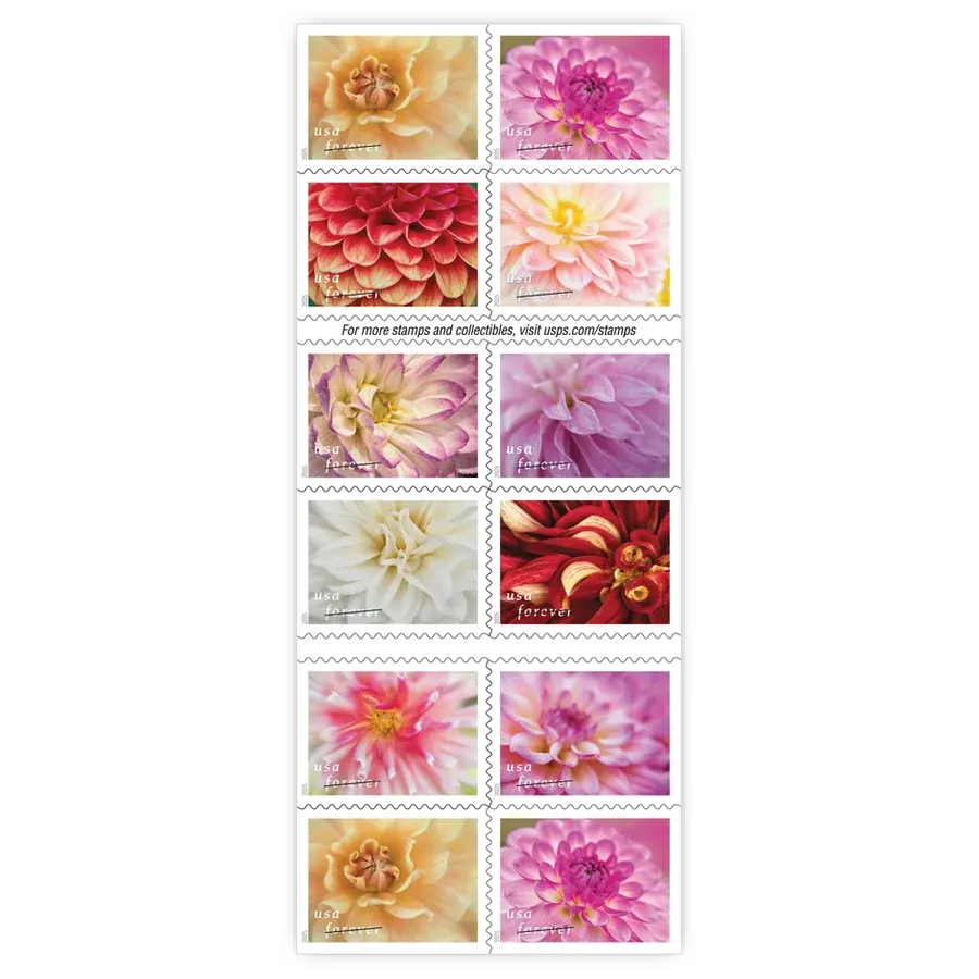 Dahlias Forever Stamp 2025 - Image 2