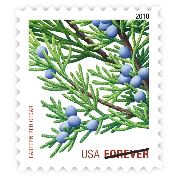 Holiday Evergreens Forever Stamp 2010 - Image 3