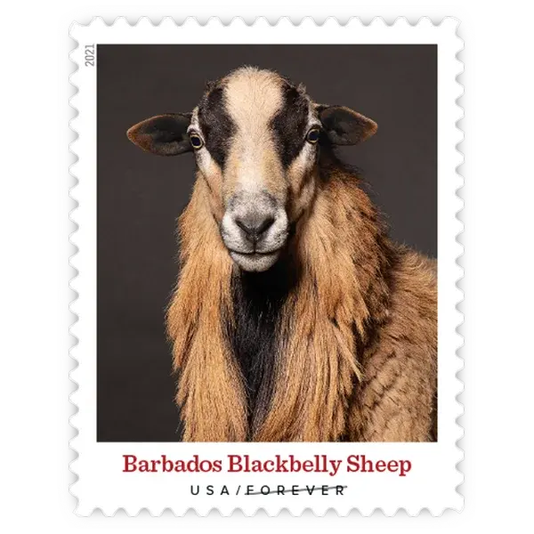 Heritage Breeds Forever Stamp 2021 - Image 4
