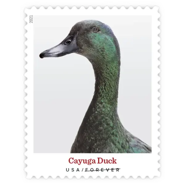Heritage Breeds Forever Stamp 2021 - Image 5