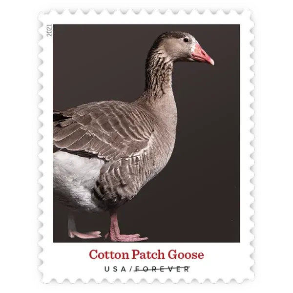 Heritage Breeds Forever Stamp 2021 - Image 8