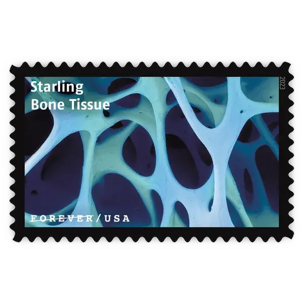 Life Magnified Forever Stamp 2023 - Image 4