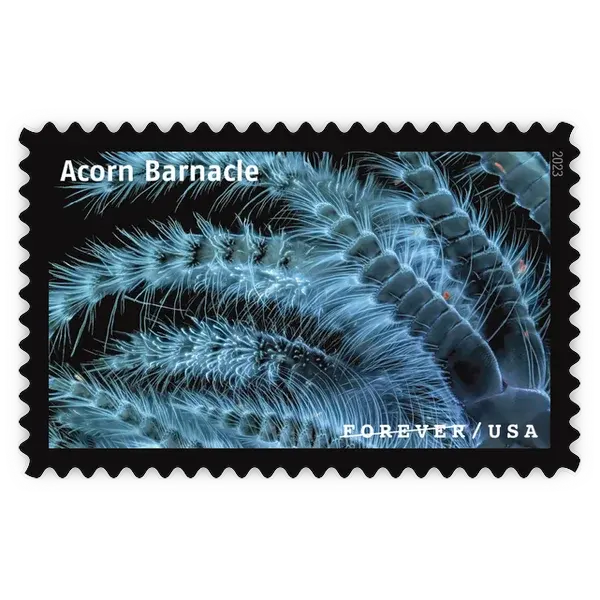 Life Magnified Forever Stamp 2023 - Image 19