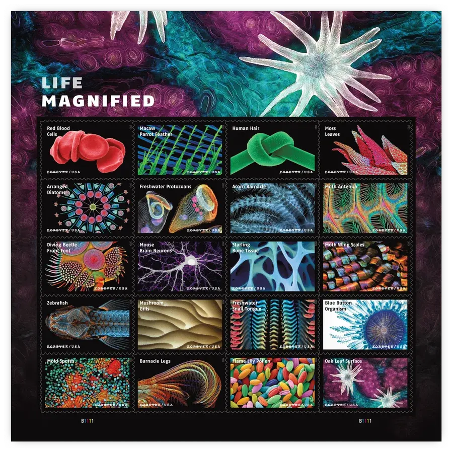 Life Magnified Forever Stamp 2023 - Image 2