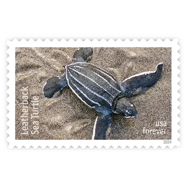 Protect Sea Turtles Forever Stamp 2024 - Image 3