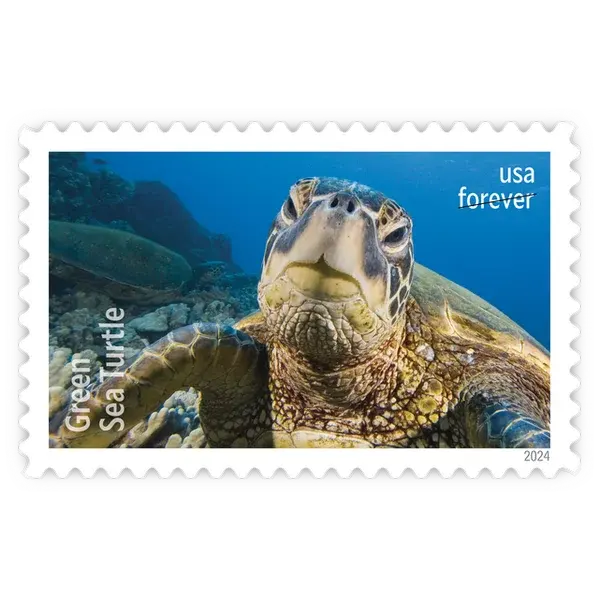 Protect Sea Turtles Forever Stamp 2024 - Image 4