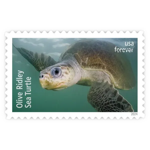 Protect Sea Turtles Forever Stamp 2024 - Image 6