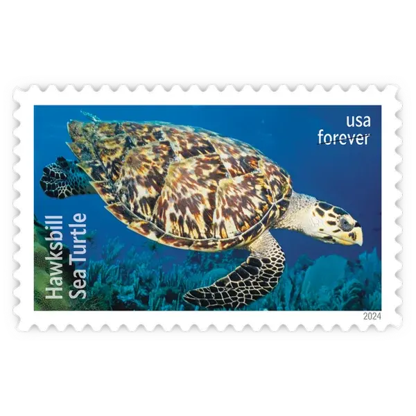 Protect Sea Turtles Forever Stamp 2024 - Image 7