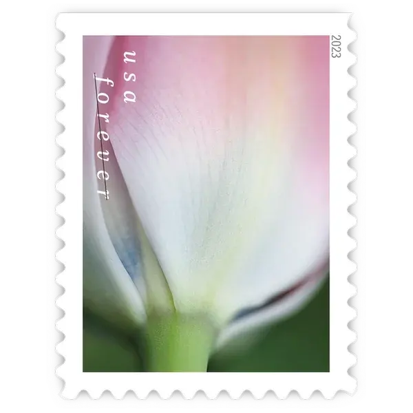 Tulip Blossoms Forever Stamp 2023 - Image 4