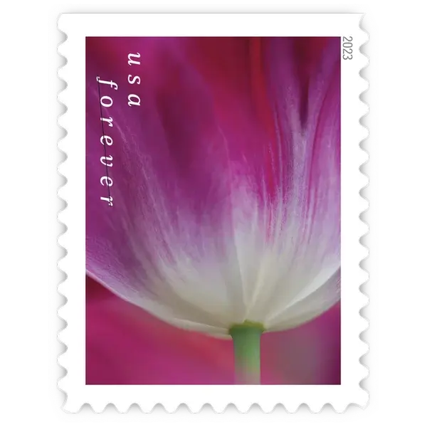 Tulip Blossoms Forever Stamp 2023 - Image 6