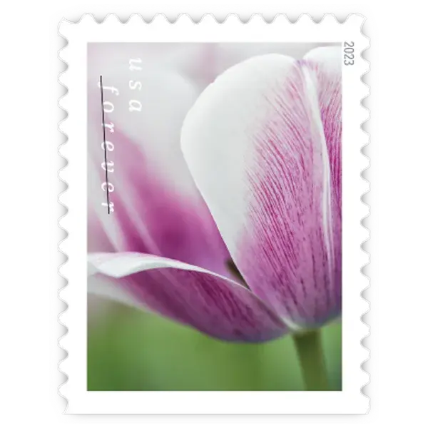 Tulip Blossoms Forever Stamp 2023 - Image 10