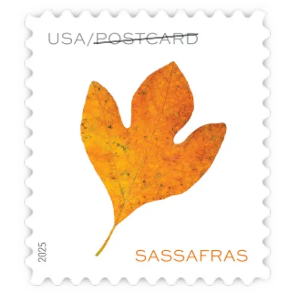 Postcard Coil: Vibrant Leaves Forever Stamp - Image 2