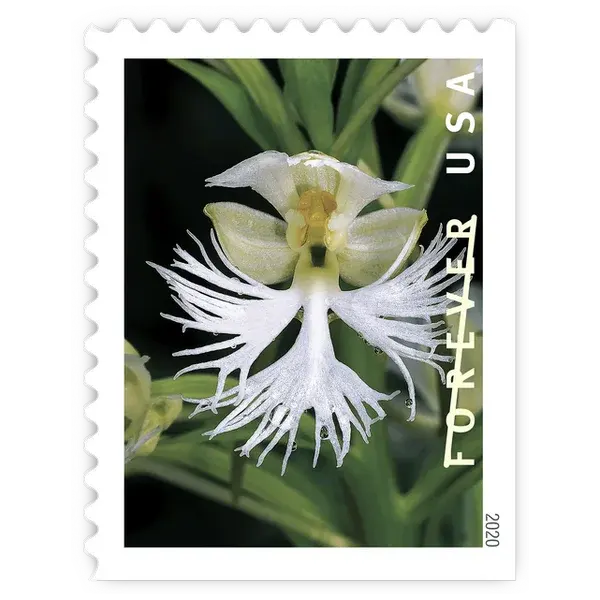 Wild Orchids Forever Stamp 2020 - Image 4