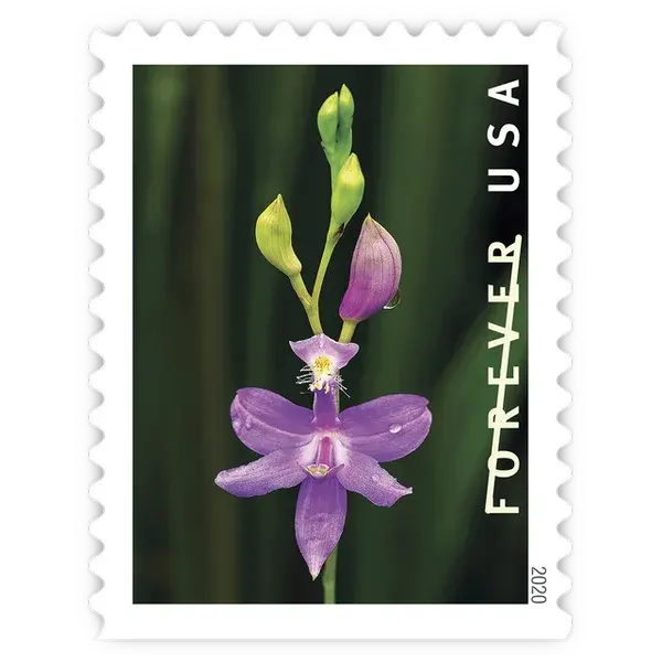Wild Orchids Forever Stamp 2020 - Image 5