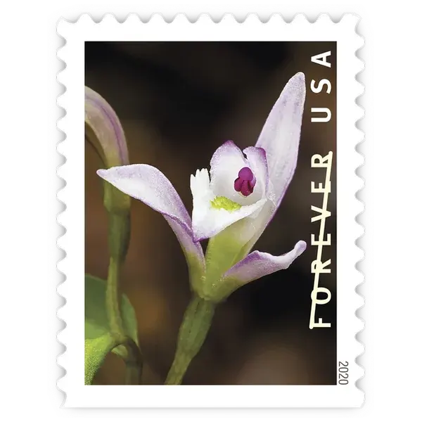 Wild Orchids Forever Stamp 2020 - Image 8