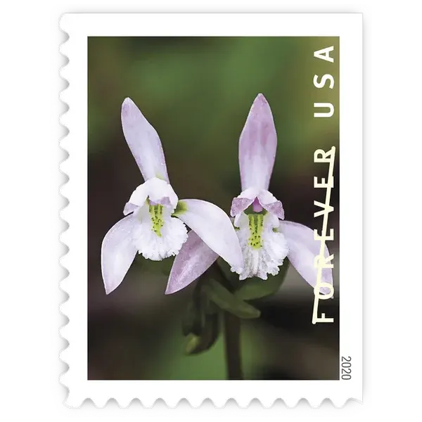 Wild Orchids Forever Stamp 2020 - Image 9