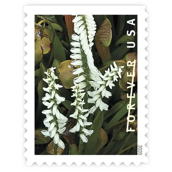 Wild Orchids Forever Stamp 2020 - Image 10