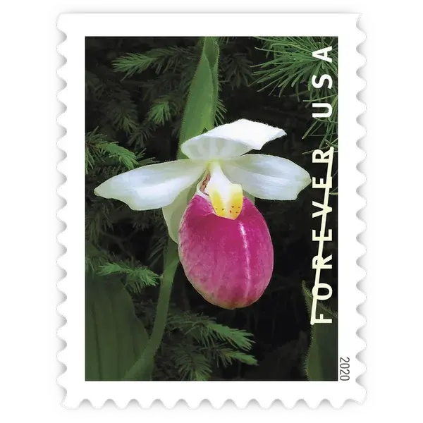 Wild Orchids Forever Stamp 2020 - Image 11