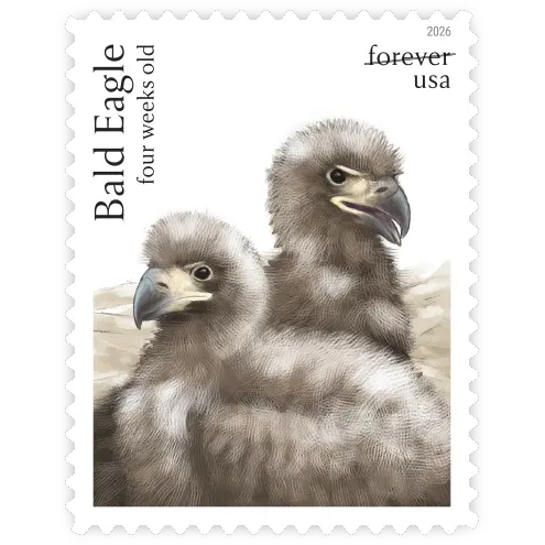 Bald Eagle: Hatchling to Adult Forever Stamp 2026 - Image 6