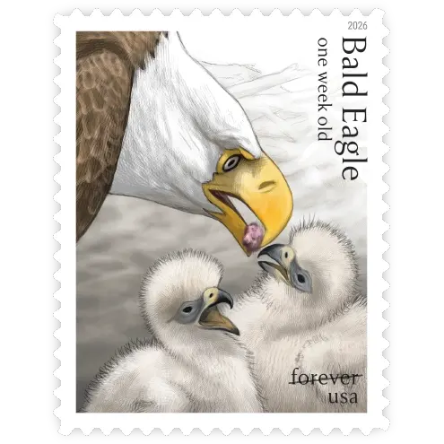 Bald Eagle: Hatchling to Adult Forever Stamp 2026 - Image 5