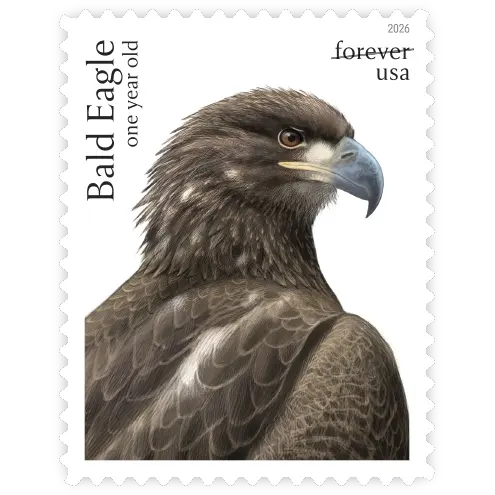 Bald Eagle: Hatchling to Adult Forever Stamp 2026 - Image 4