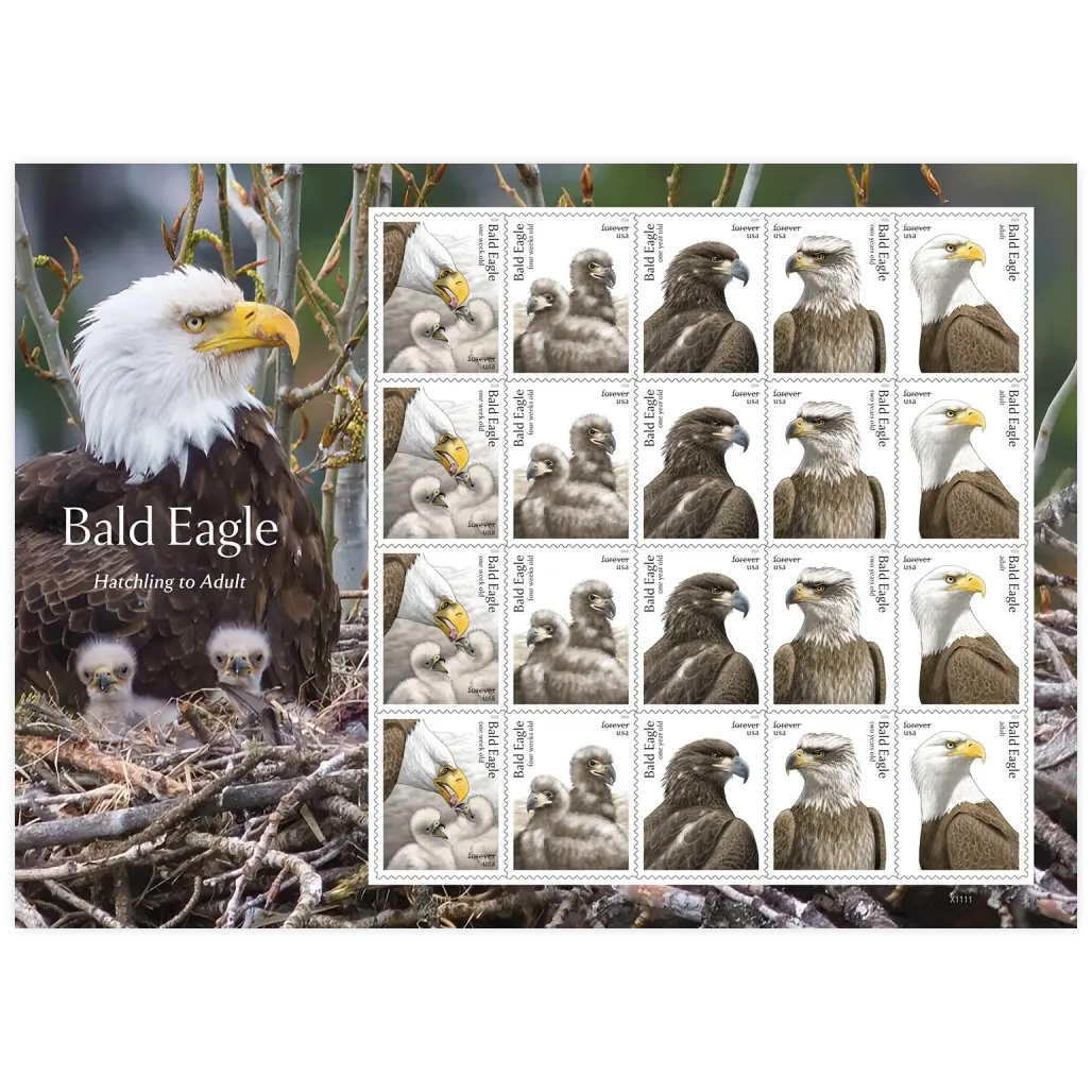 Bald Eagle: Hatchling to Adult Forever Stamp 2026 - Image 2